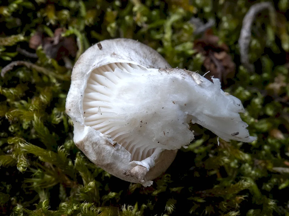 Mushrooms of the Moscow region identifier