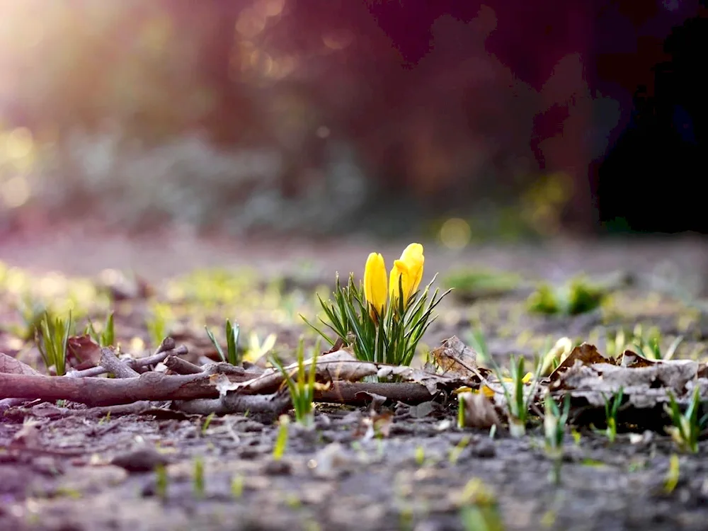 Spring flowers