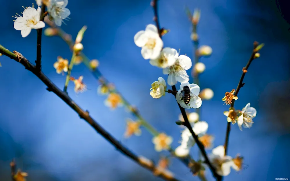 Spring flowering branches