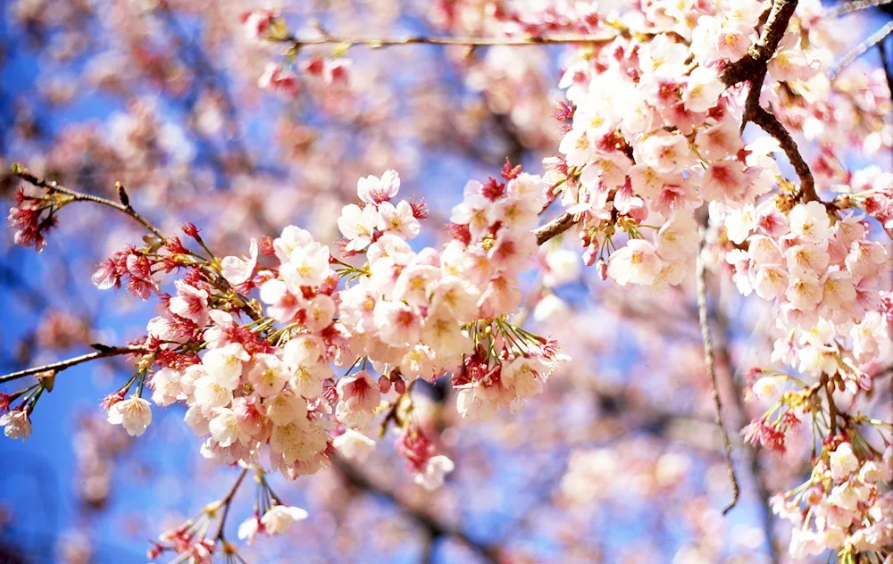 Spring buds blooming