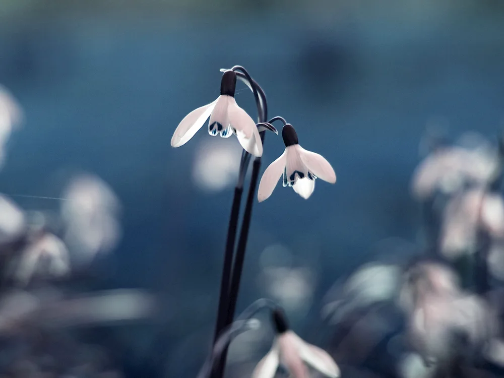 Snowdrops Lily of the valley primroses