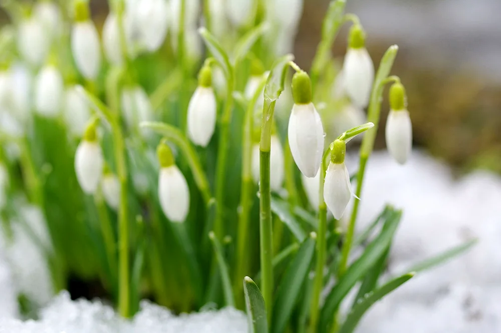 Spring flowers