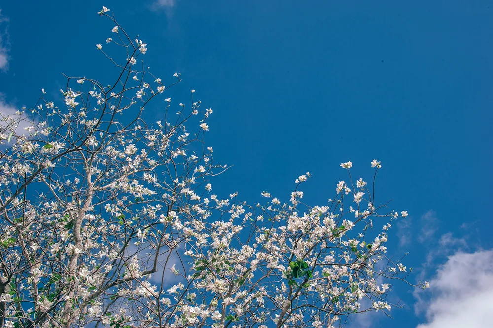 Spring sky Background