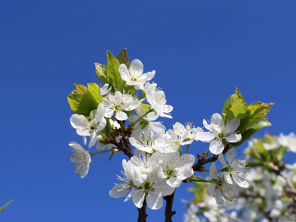 Cherry blossom flower