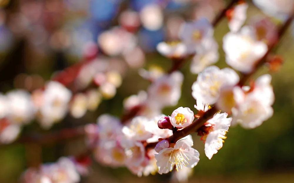 Cherry blossom flower