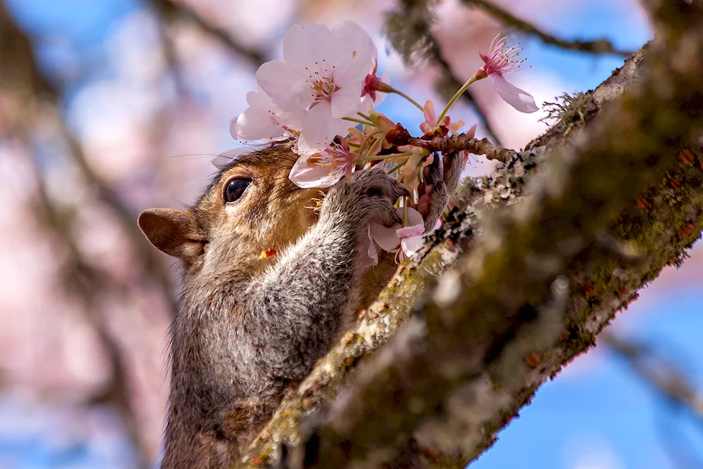 Spring animals