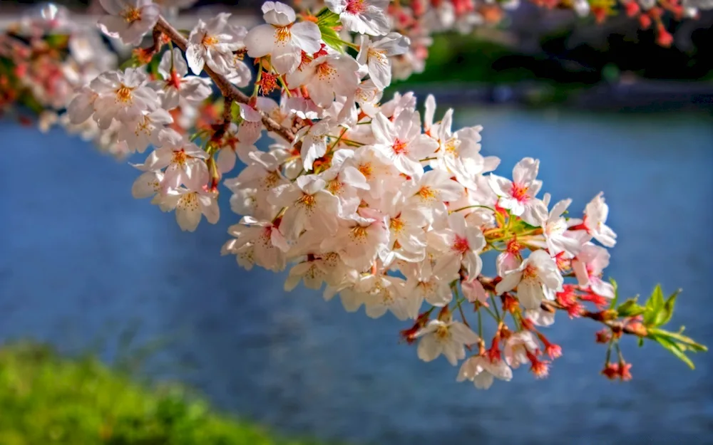 Cherry blossom tree