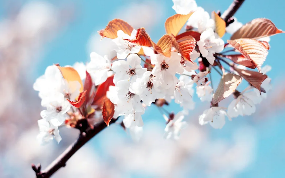 Jasmine apple tree