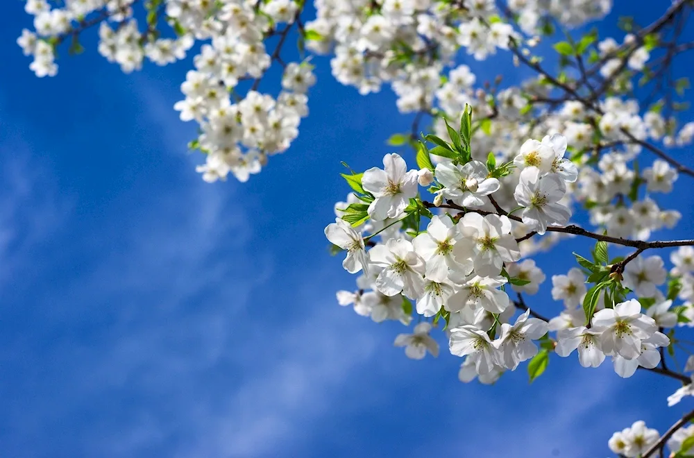 Cherry blossom tree