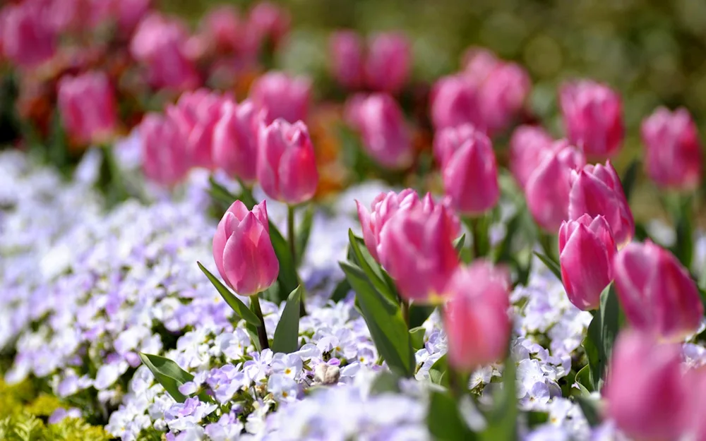 Lilac Jasmine cherry