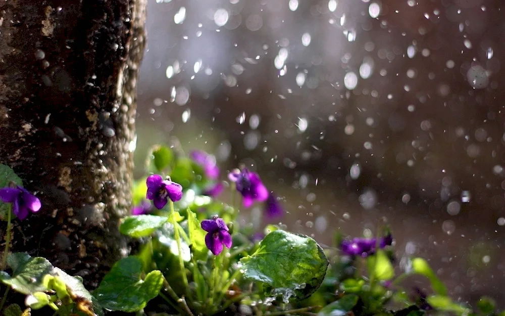 Spring rain