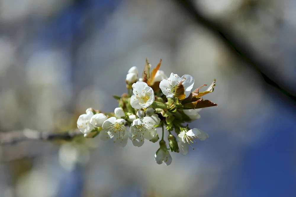 Spring food