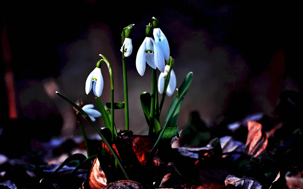 Spring flowers snowdrops