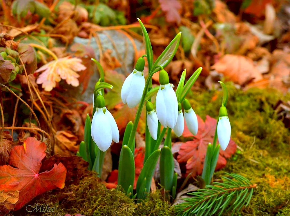 Spring snowdrops