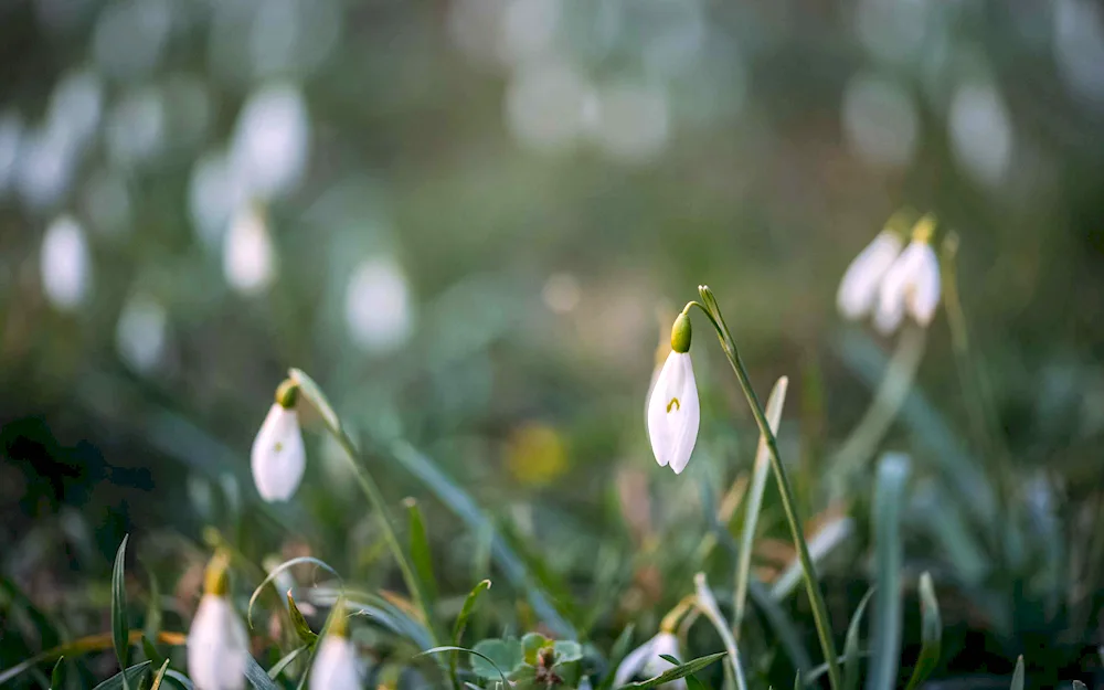 Spring snowdrops