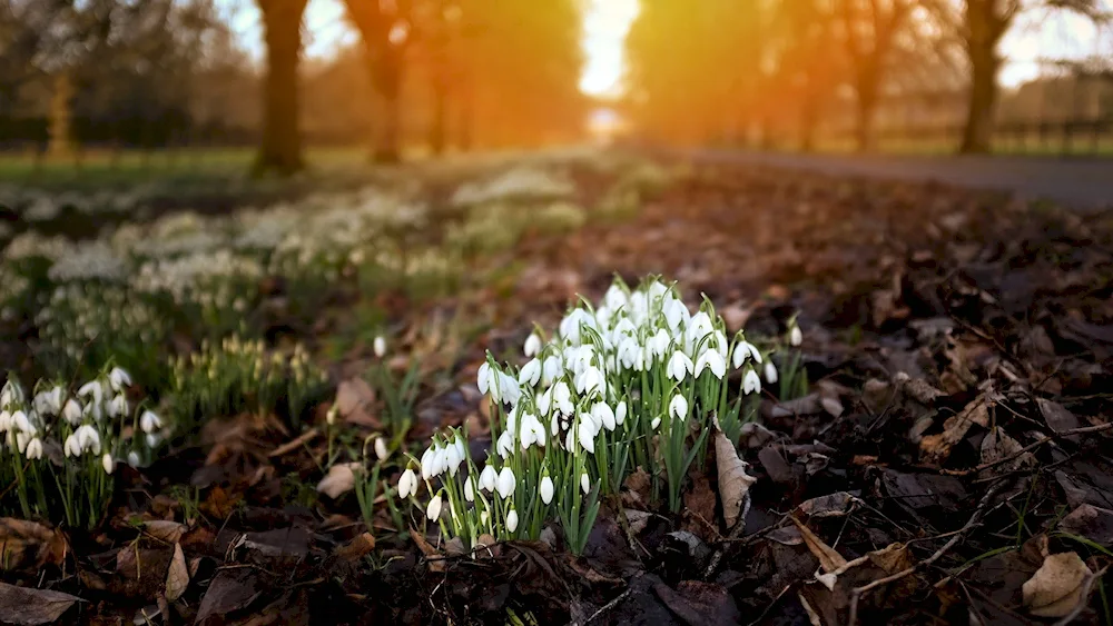 Early Spring in the Forest