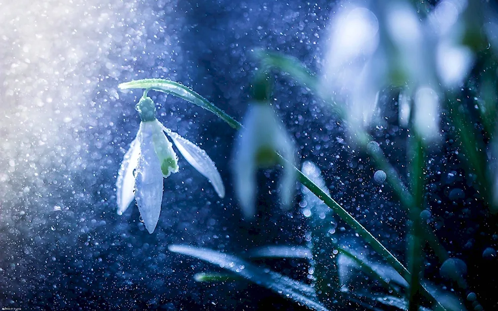 Spring snowdrops