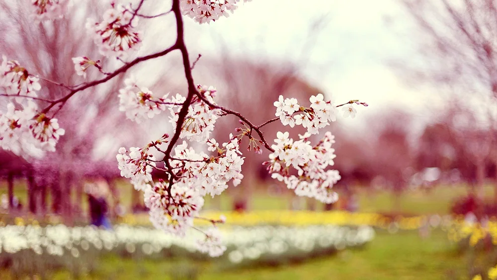 Cherry Blossom painting