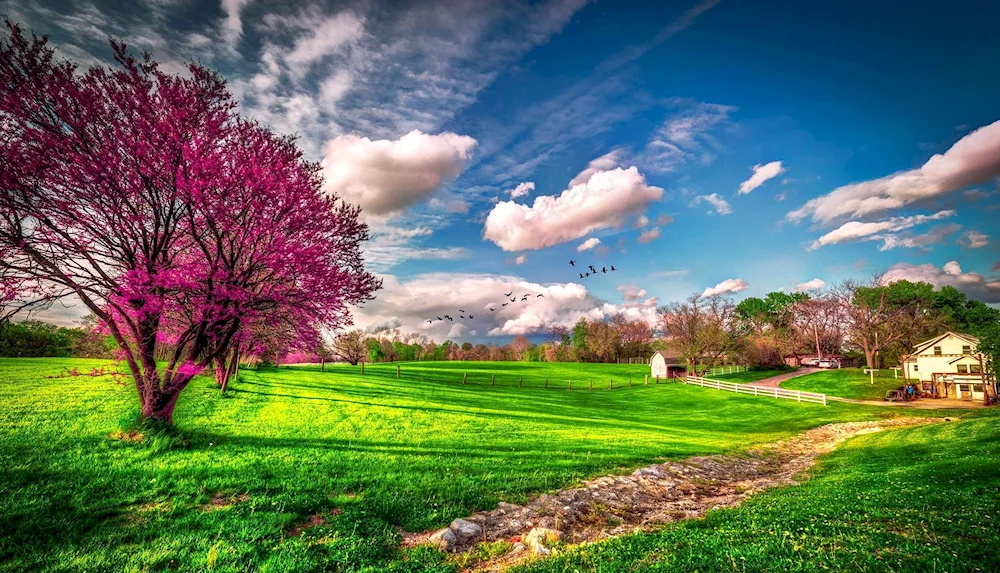 Spring blossom branches