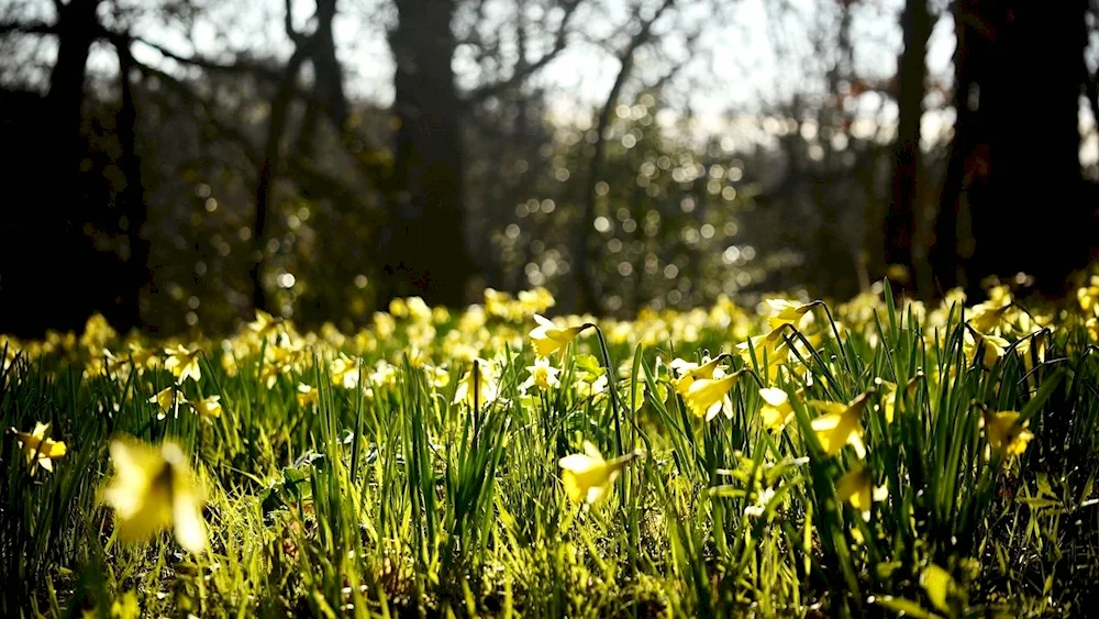 Flowers snowdrops crocuses hyacinths.