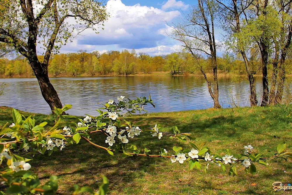 Flowering cherry blossom Glade in the forest in May