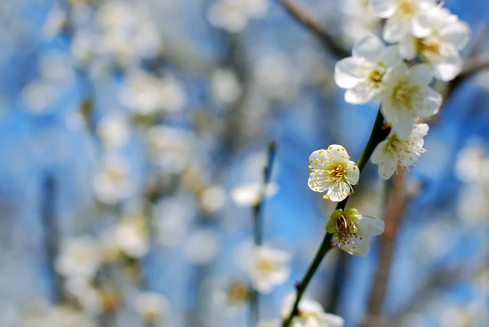 Cherry cherry blossom flower