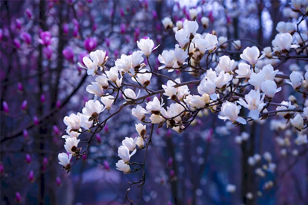 Cherry blossom flower