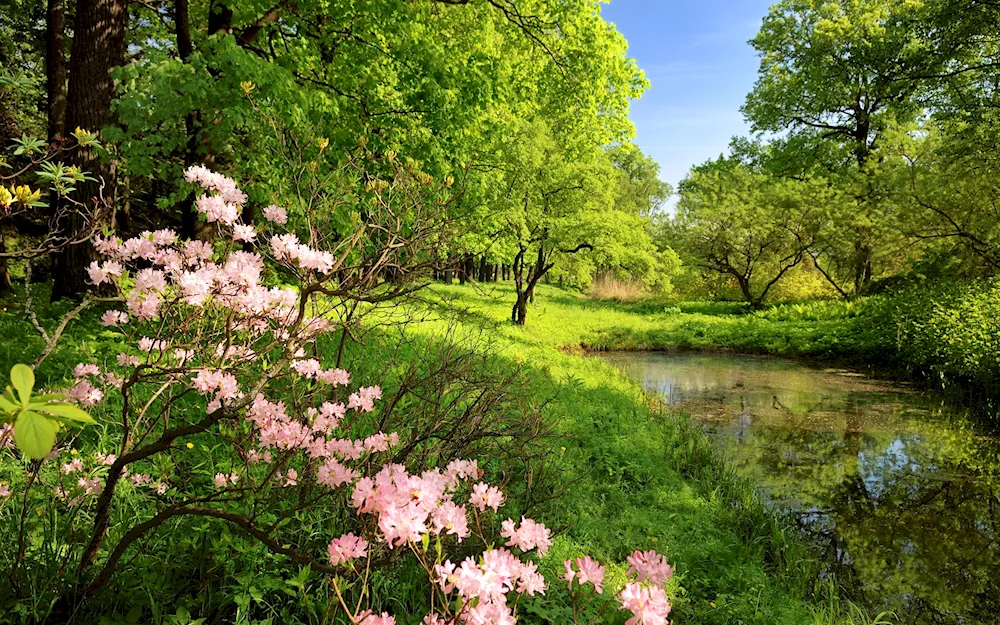 Cherry blossom tree