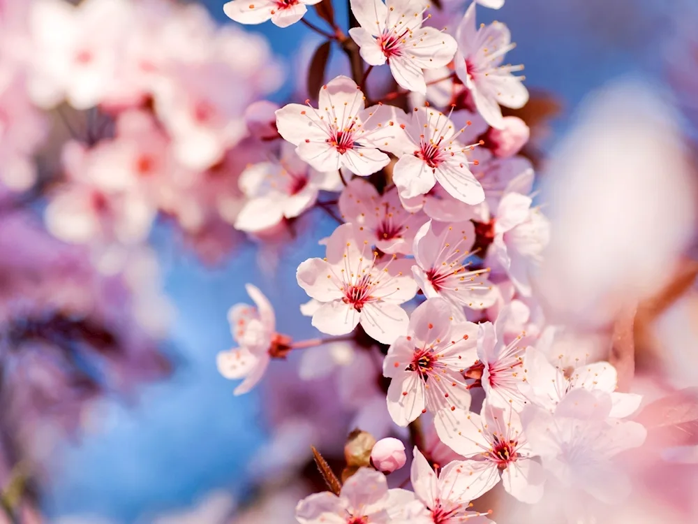 Blooming branches