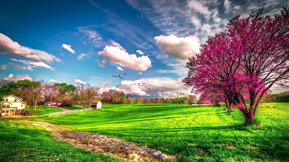 Spring flowers