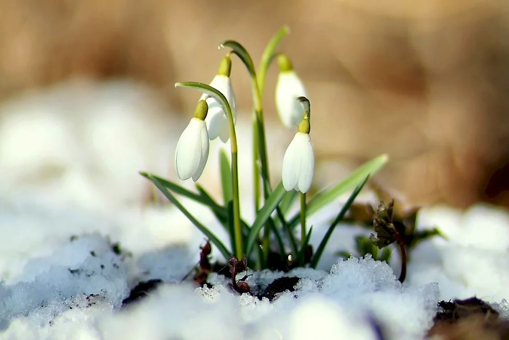 Spring thawing snowdrops