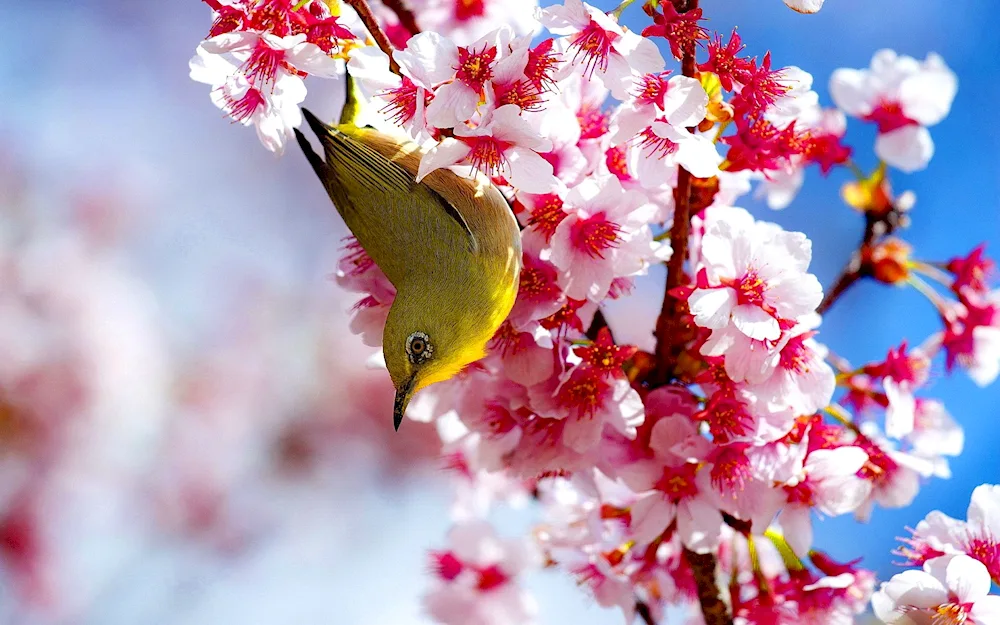 Spring birds