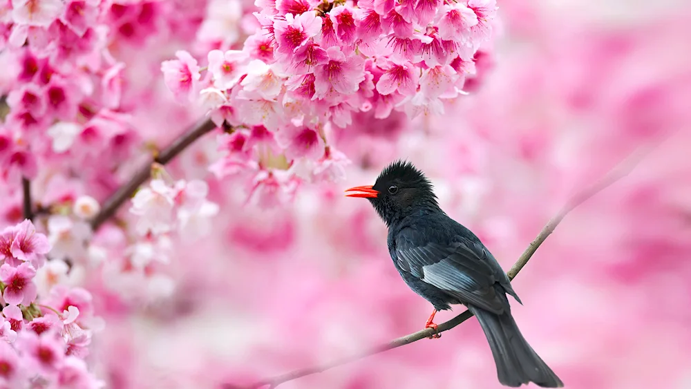 Spring birds