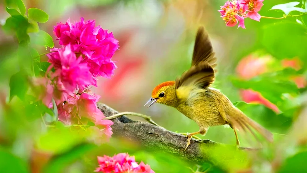 Spring Birds