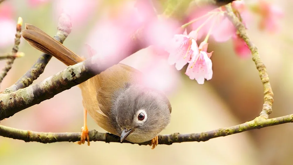 Wing-necked hummingbird