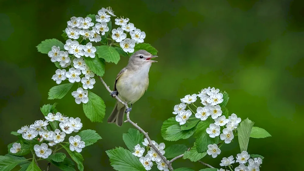 Common Nightingale