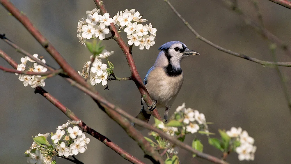 Flowers and birds