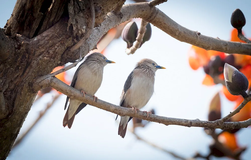 Spring birds