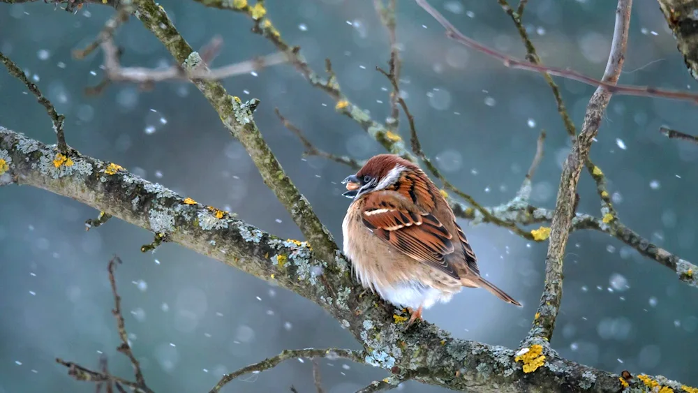 Snow Sparrow