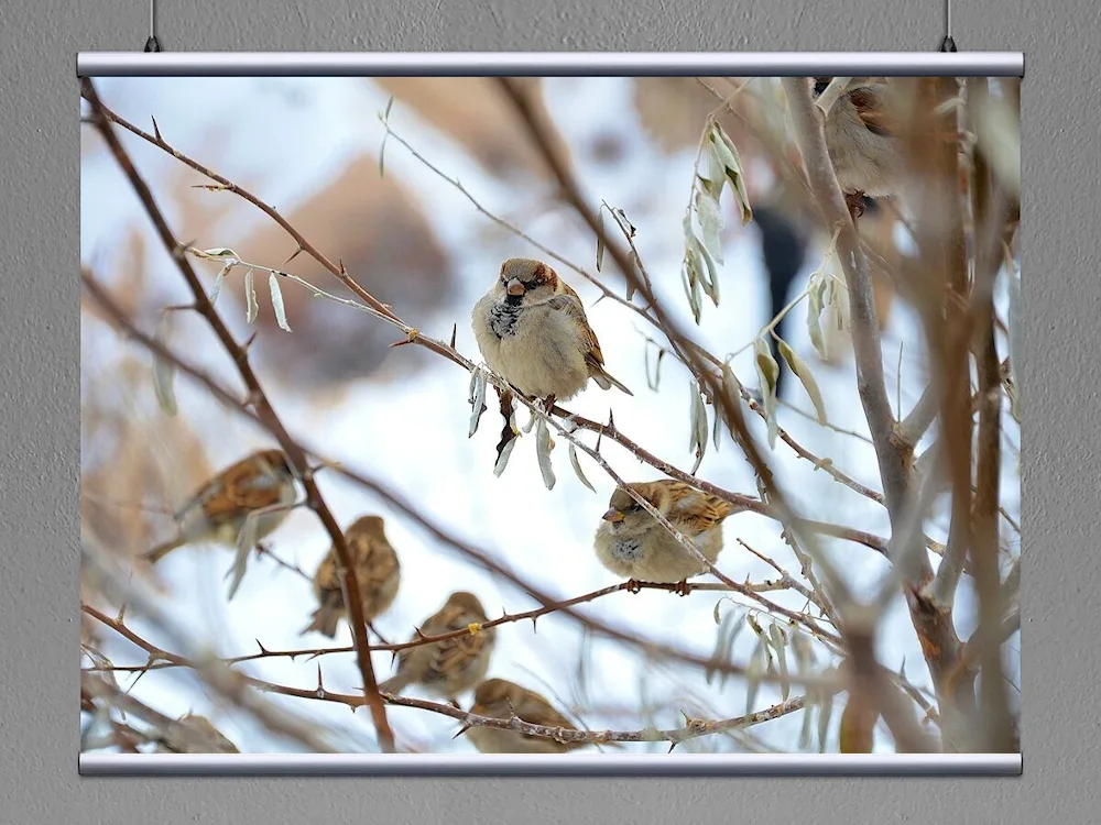 Walking Sparrow