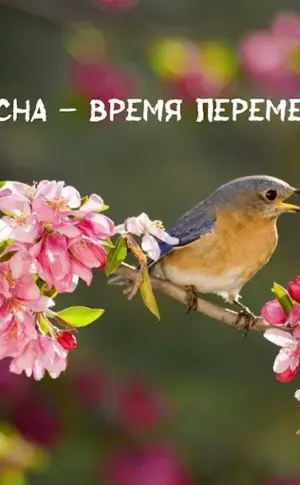 Spring birds