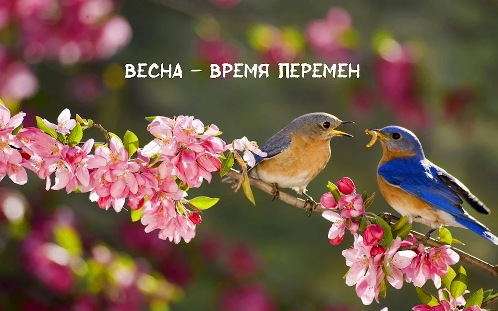 Spring birds