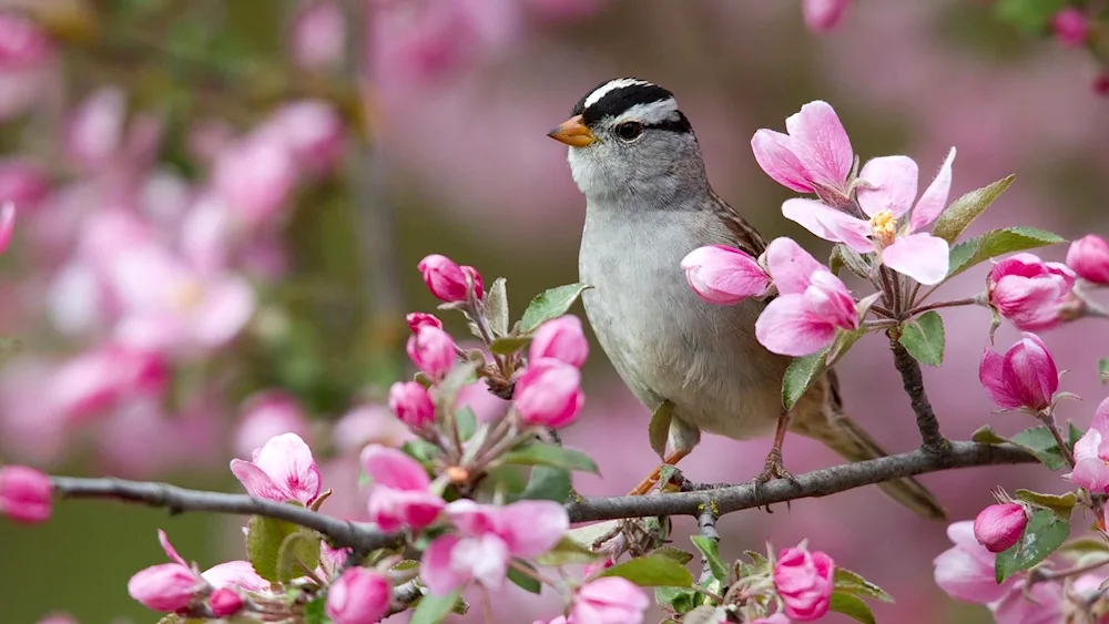 Spring birds