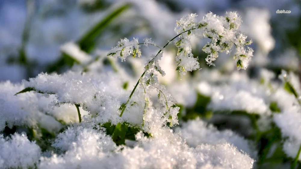 Snow in spring