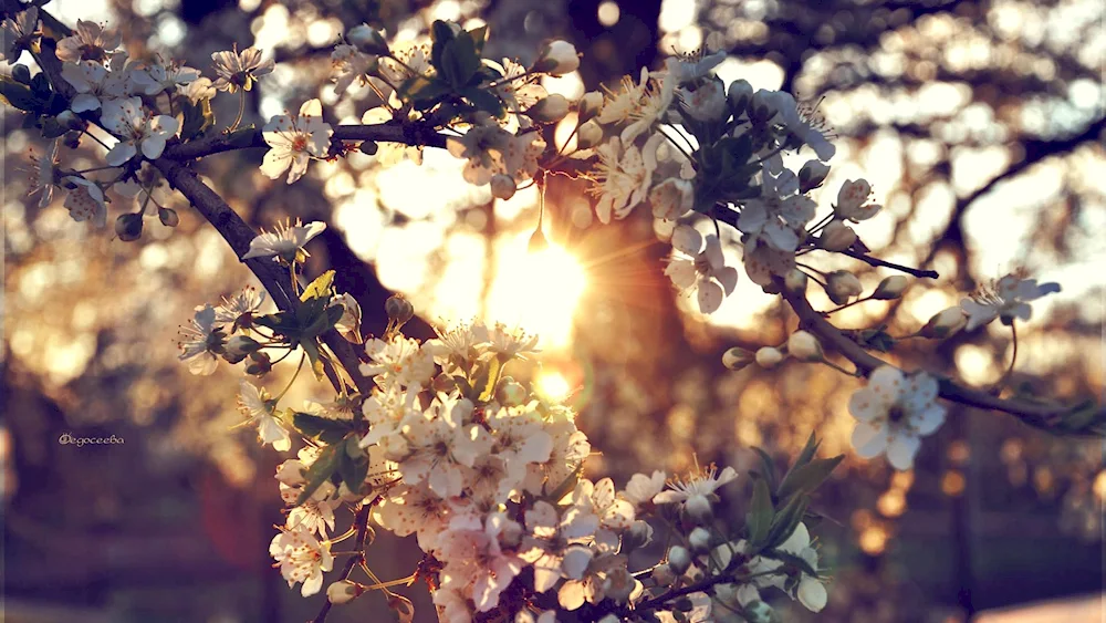 Silky flowers in hand