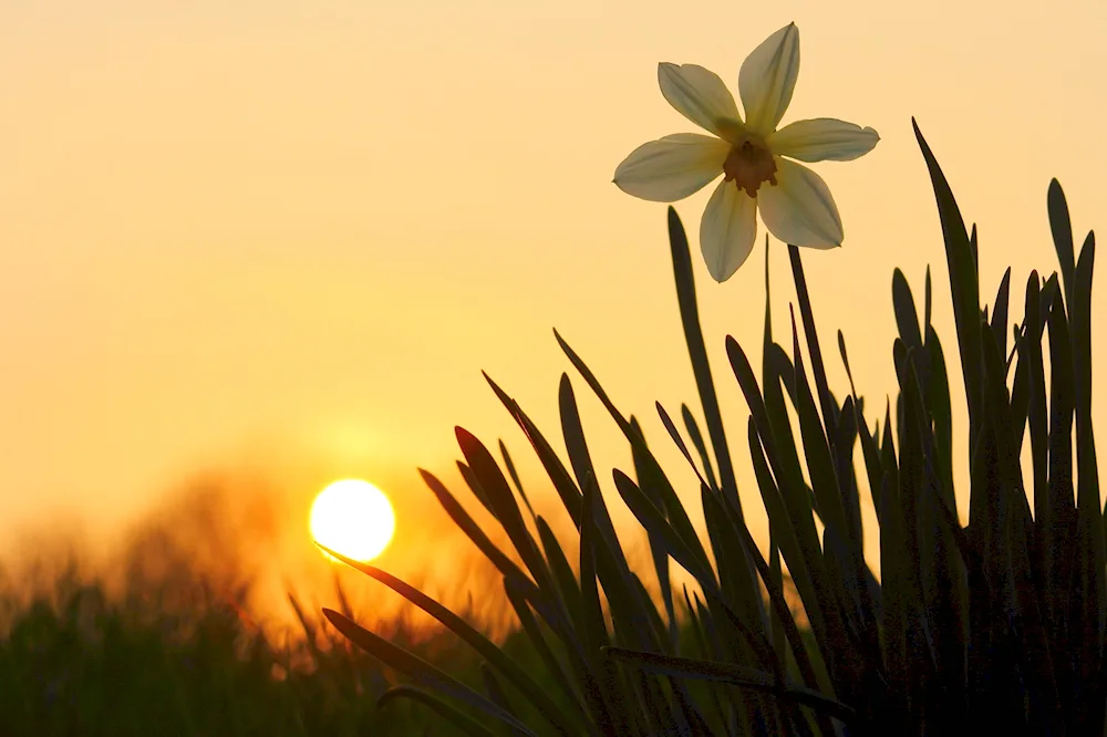 Sunny nature