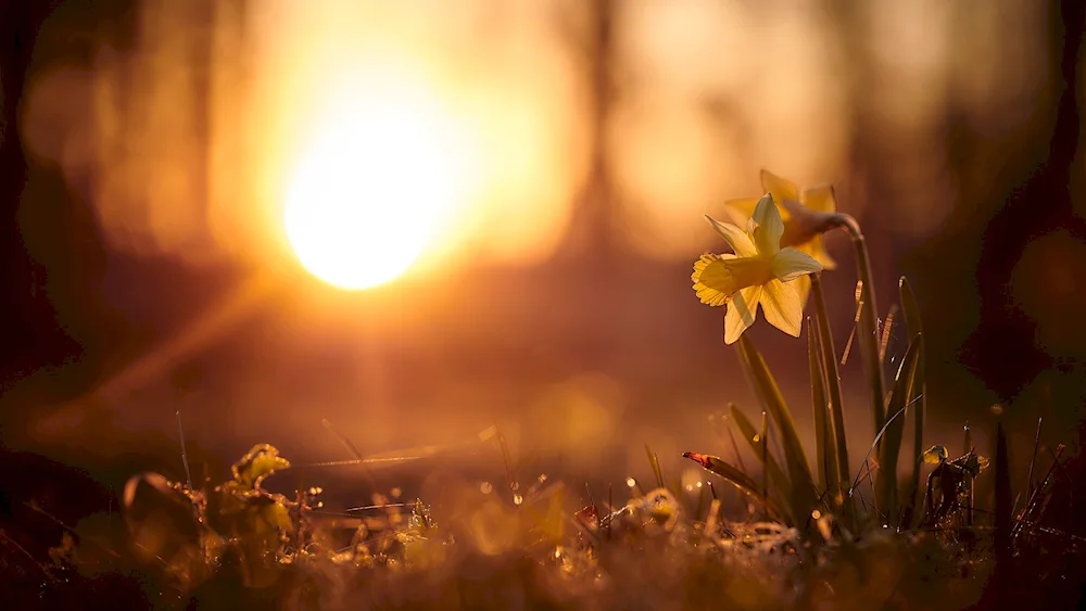 Yellow flower