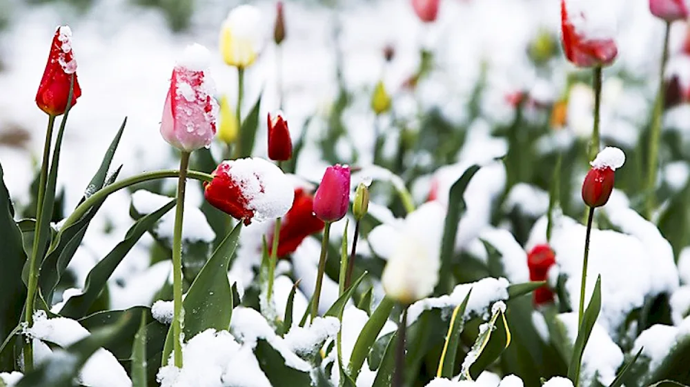 Spring tulips snow