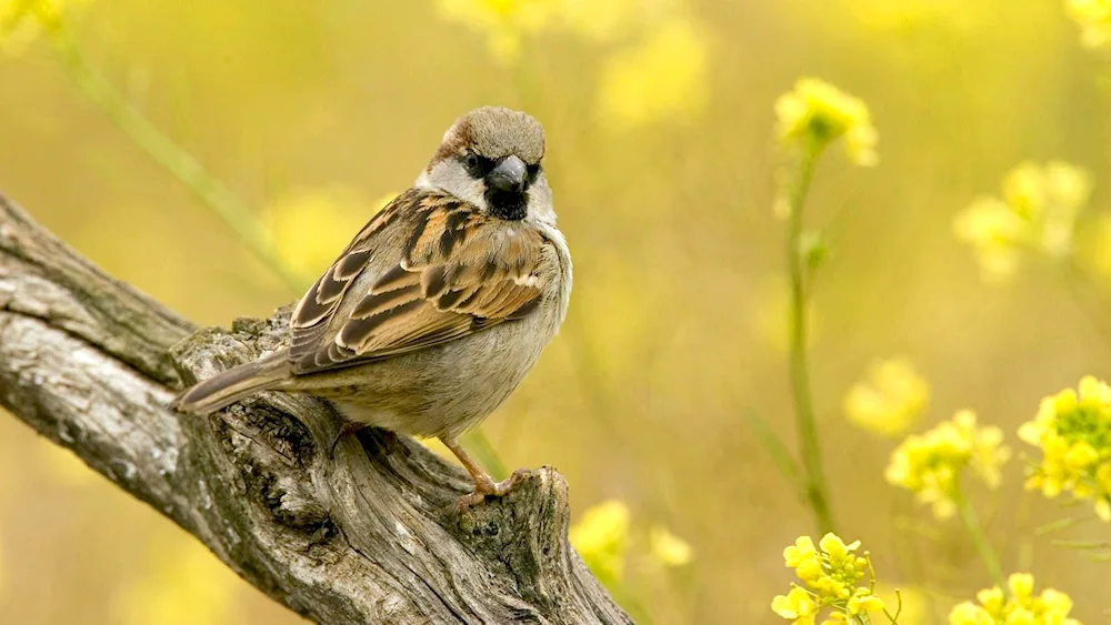 Bronze Sparrow Genshin