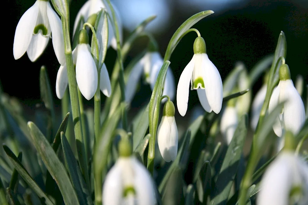 Spring flowers snowdrops